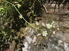 Anticlea elegans elegans