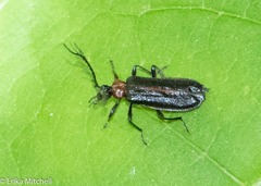 Schizotus cervicalis