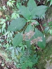Hydrangea densifolia
