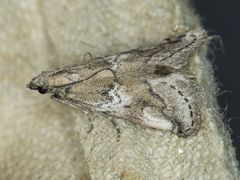 Alpheias transferens