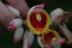 Alpinia zerumbet