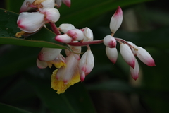 Alpinia zerumbet