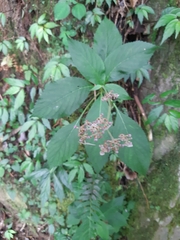Hydrangea densifolia