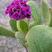 Red Sand-Verbena - Photo (c) Wayfinder_73, some rights reserved (CC BY-NC-ND)
