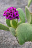 Red Sand-Verbena - Photo (c) Wayfinder_73, some rights reserved (CC BY-NC-ND)