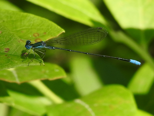 Nehalennia gracilis