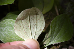 Antennaria parlinii fallax