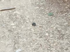 Peromyscus californicus