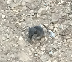 Peromyscus californicus