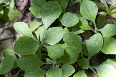 Antennaria parlinii fallax