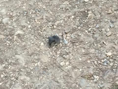 Peromyscus californicus