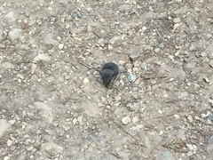 Peromyscus californicus