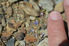 Collinsia torreyi