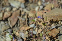 Collinsia torreyi