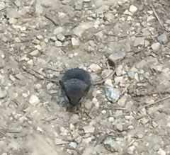 Peromyscus californicus