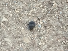 Peromyscus californicus