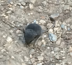 Peromyscus californicus