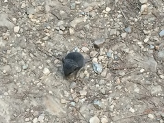 Peromyscus californicus