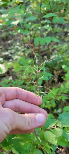 Svenson's Wildrye (Elymus svensonii)