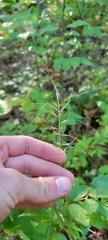 Elymus svensonii