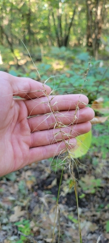 Elymus svensonii, photograph 2