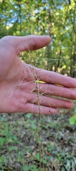 Elymus svensonii, photograph author not stated, no rights reserved