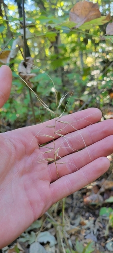 Elymus svensonii, photograph 4