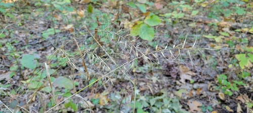 Image of Elymus svensonii by no rights reserved