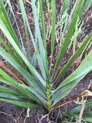 Sporobolus alterniflorus × foliosus