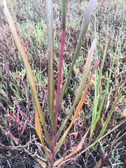 Sporobolus alterniflorus × foliosus