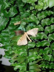 Gandaritis pyraliata