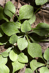 Antennaria parlinii fallax