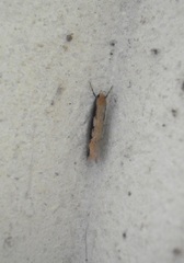 Leptocroca sanguinolenta