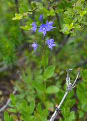 Veronica cusickii