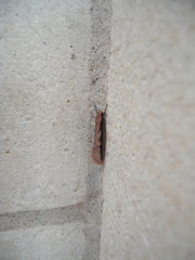 Leptocroca sanguinolenta