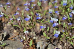 Collinsia torreyi