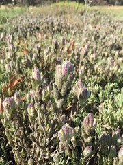 Chloropyron molle molle