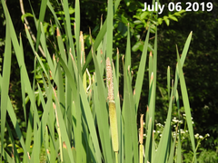 Typha orientalis