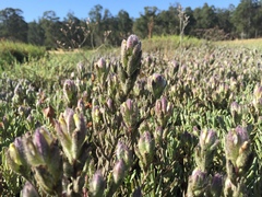 Chloropyron molle molle