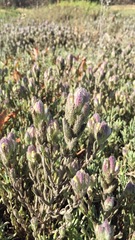 Chloropyron molle molle