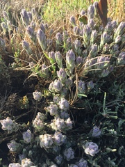 Chloropyron molle molle