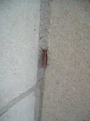 Leptocroca sanguinolenta