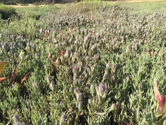 Chloropyron molle molle