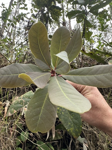 Persea mutisii, photograph 5