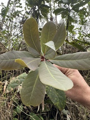Persea mutisii, photograph (c) Nicolás Baresch Uribe, some rights reserved (CC BY)