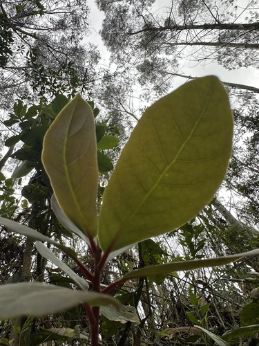 Persea mutisii, photograph 6