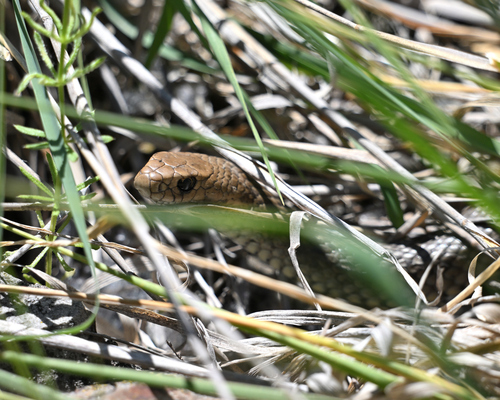 Eastern Brown Snake sighting