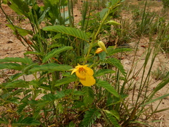 Cassiinae
