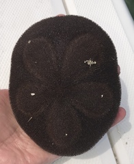 Clypeaster rosaceus