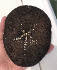 Clypeaster rosaceus
